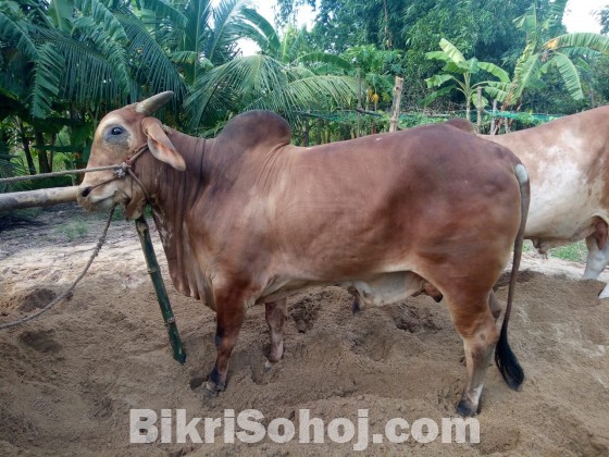 Nepali ox